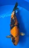 Koi