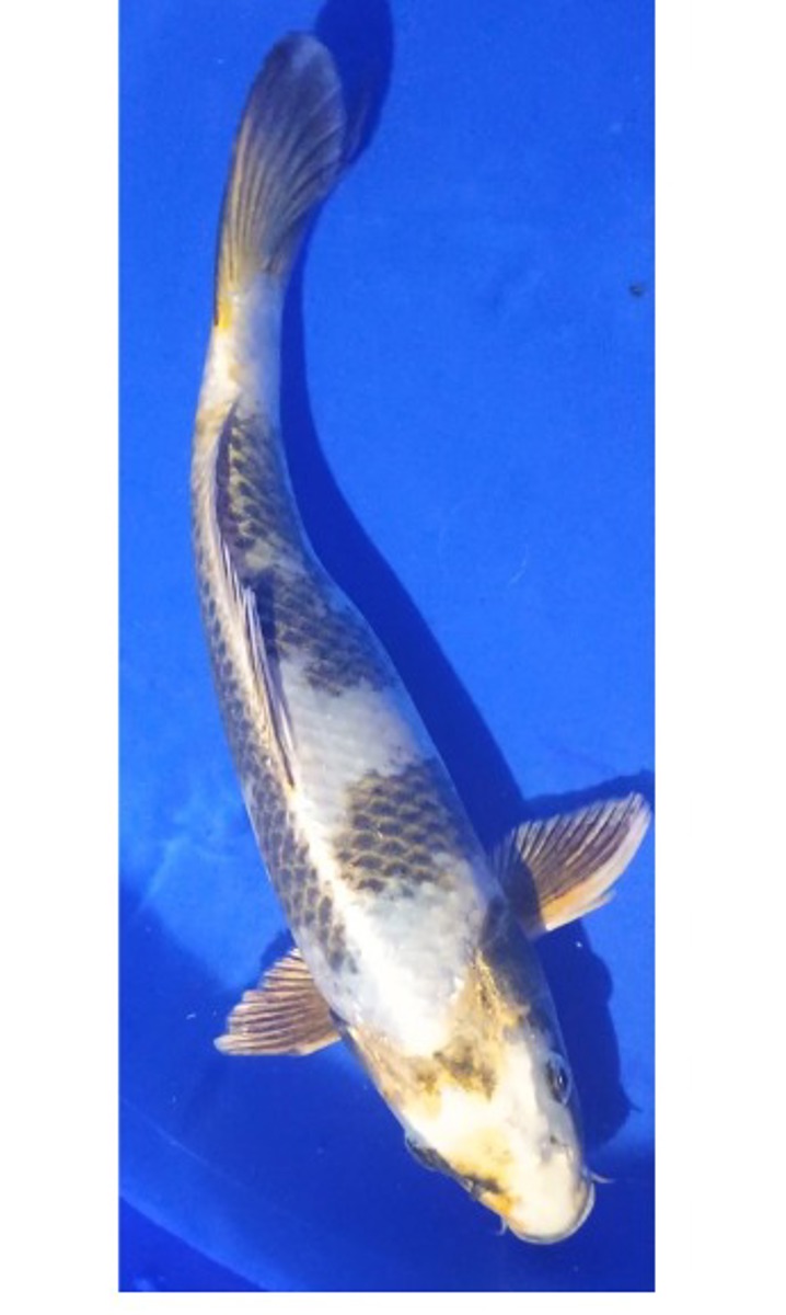 Koi picture