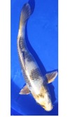 Koi