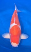 Koi