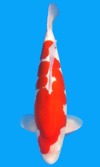 Koi