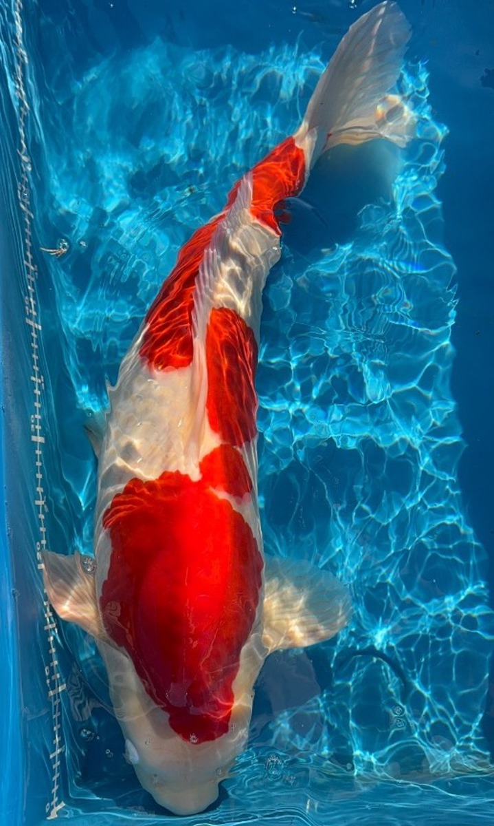 Koi picture