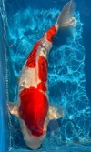 Koi