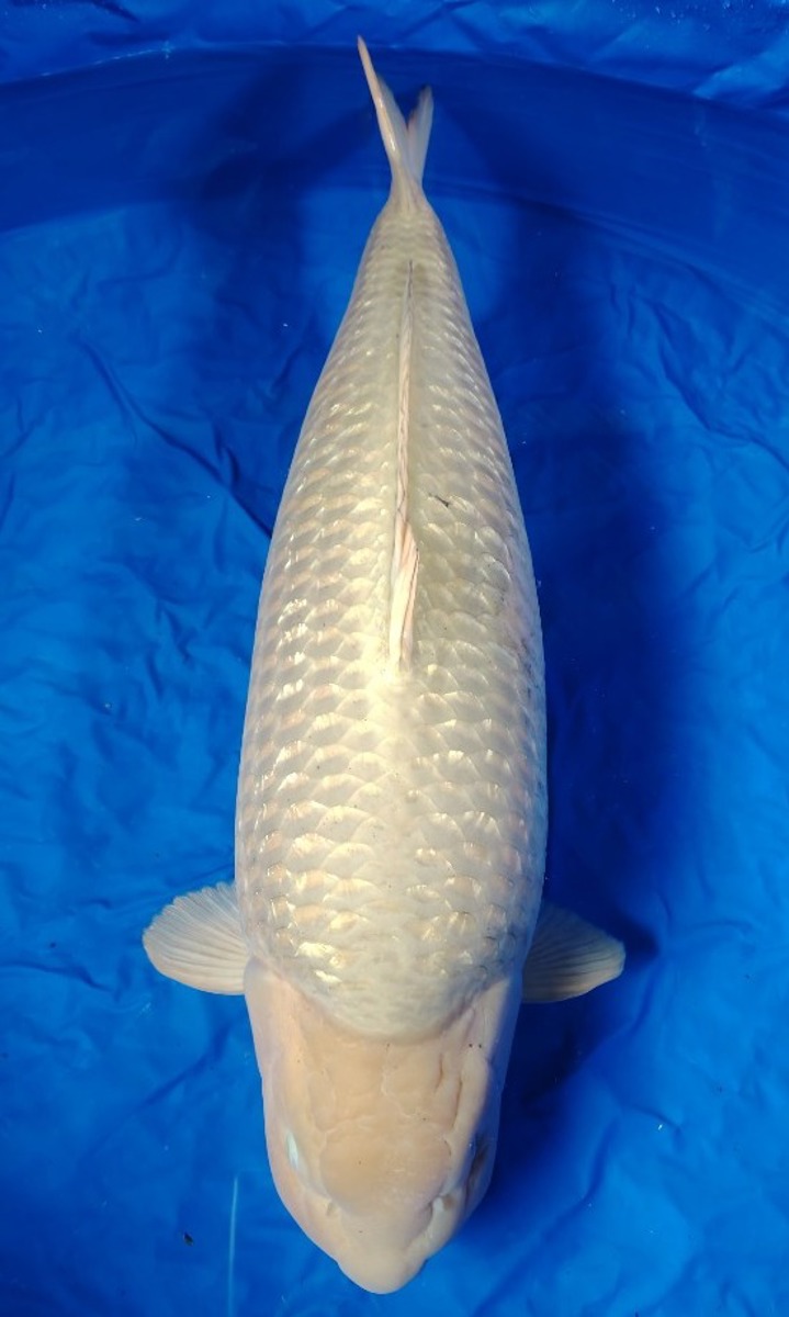 Koi picture