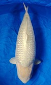 Koi