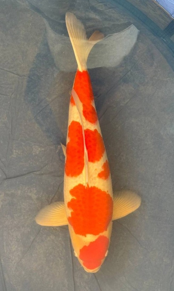 Koi picture