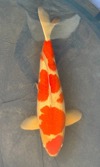 Koi