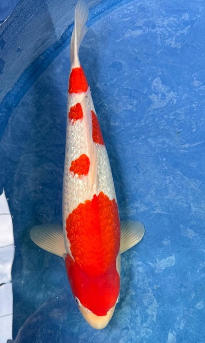 Koi picture