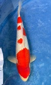 Koi