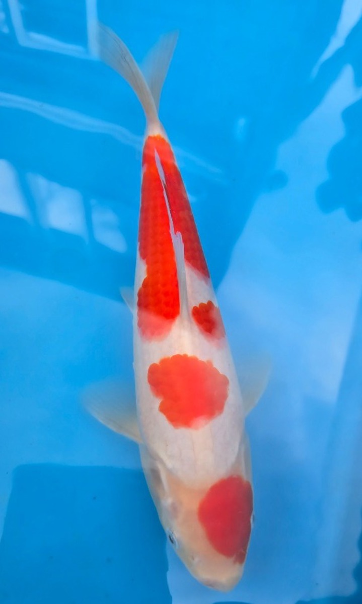 Koi picture