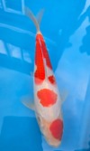 Koi