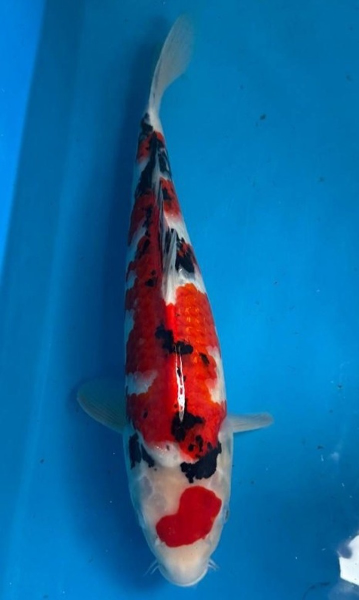 Koi picture