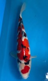 Koi