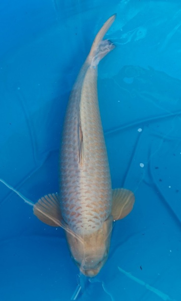 Koi picture