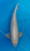 Koi