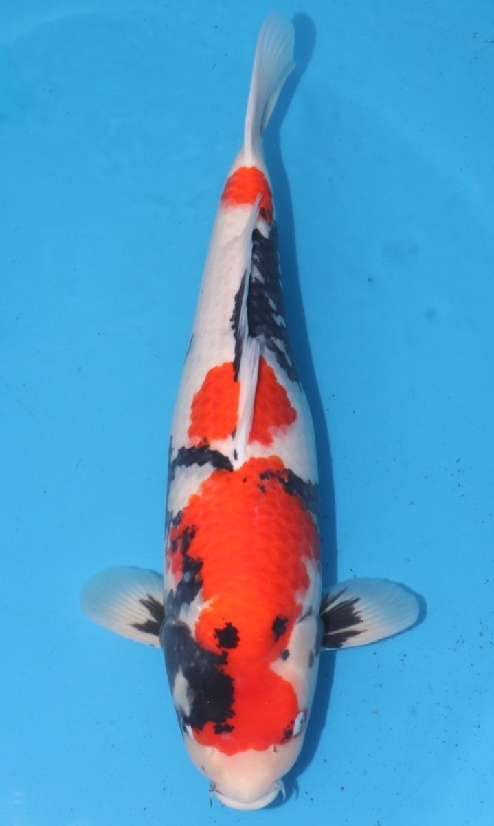 Koi picture