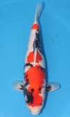 Koi
