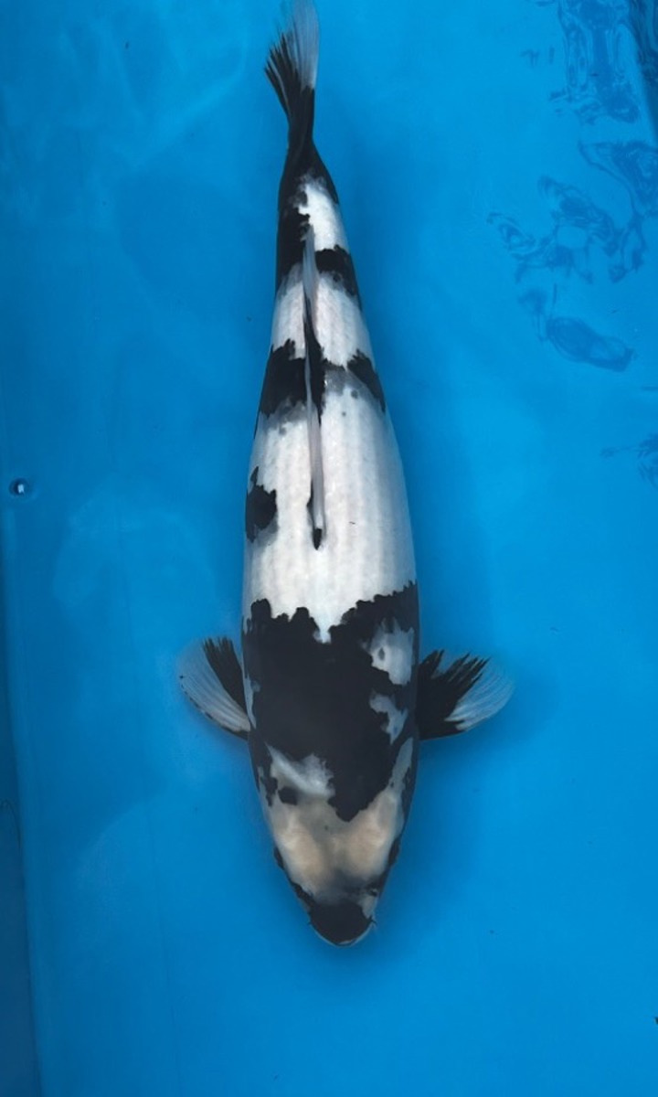 Koi picture