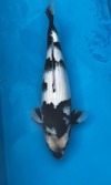Koi