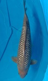 Koi