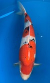 Koi