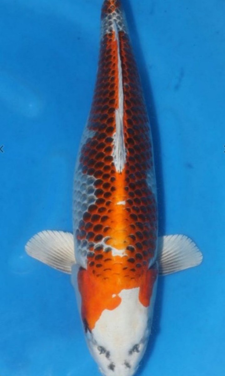 Koi picture