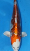 Koi