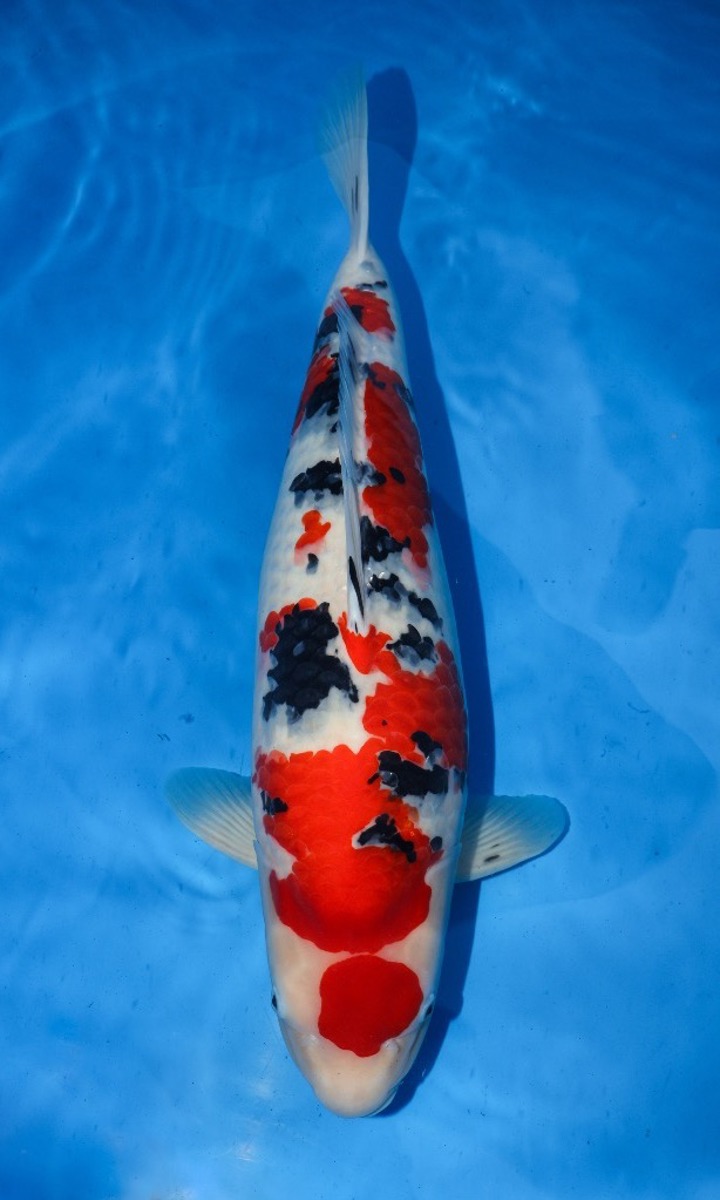 Koi picture