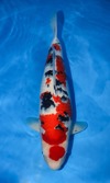Koi