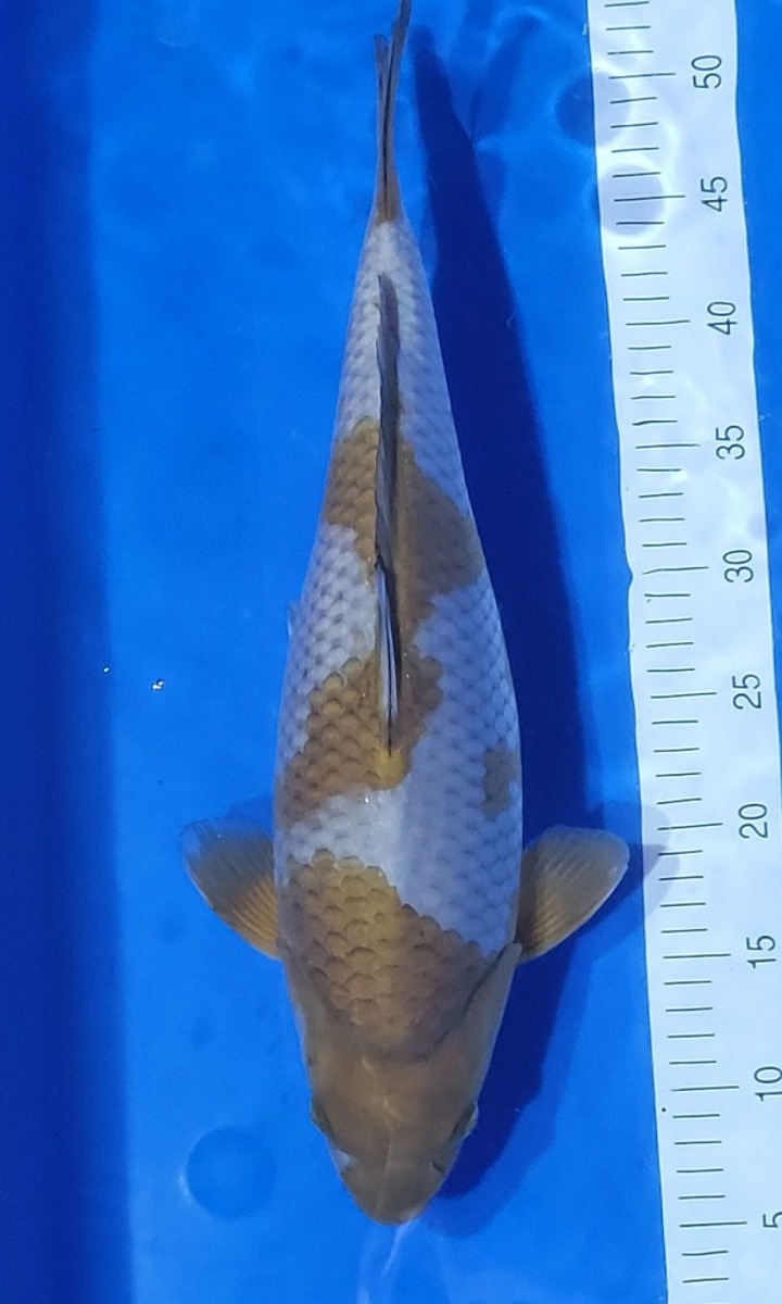 Koi picture