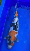 Koi