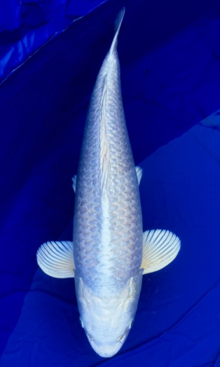 Koi picture