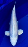Koi