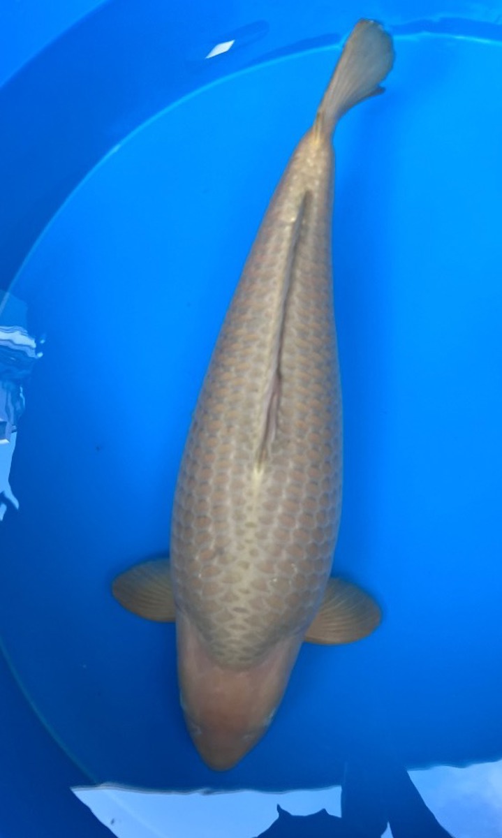 Koi picture