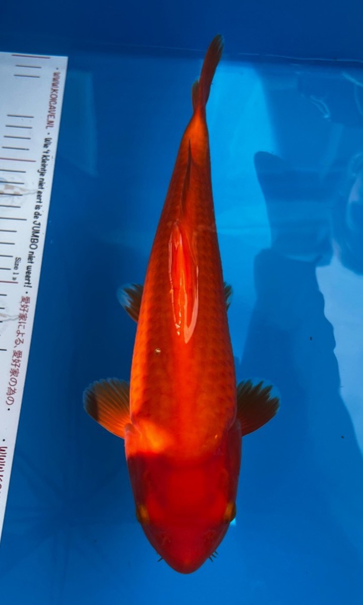 Koi picture