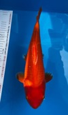 Koi