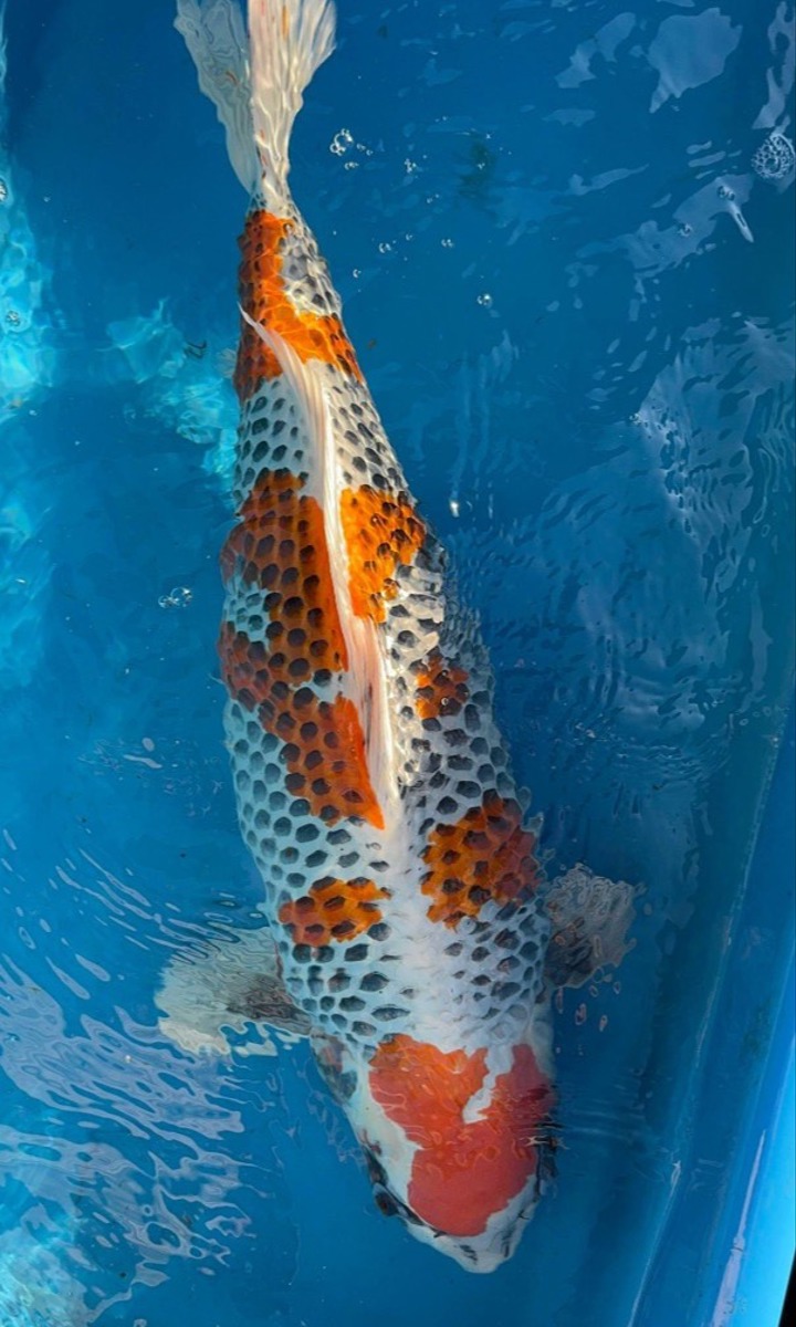 Koi picture