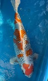 Koi