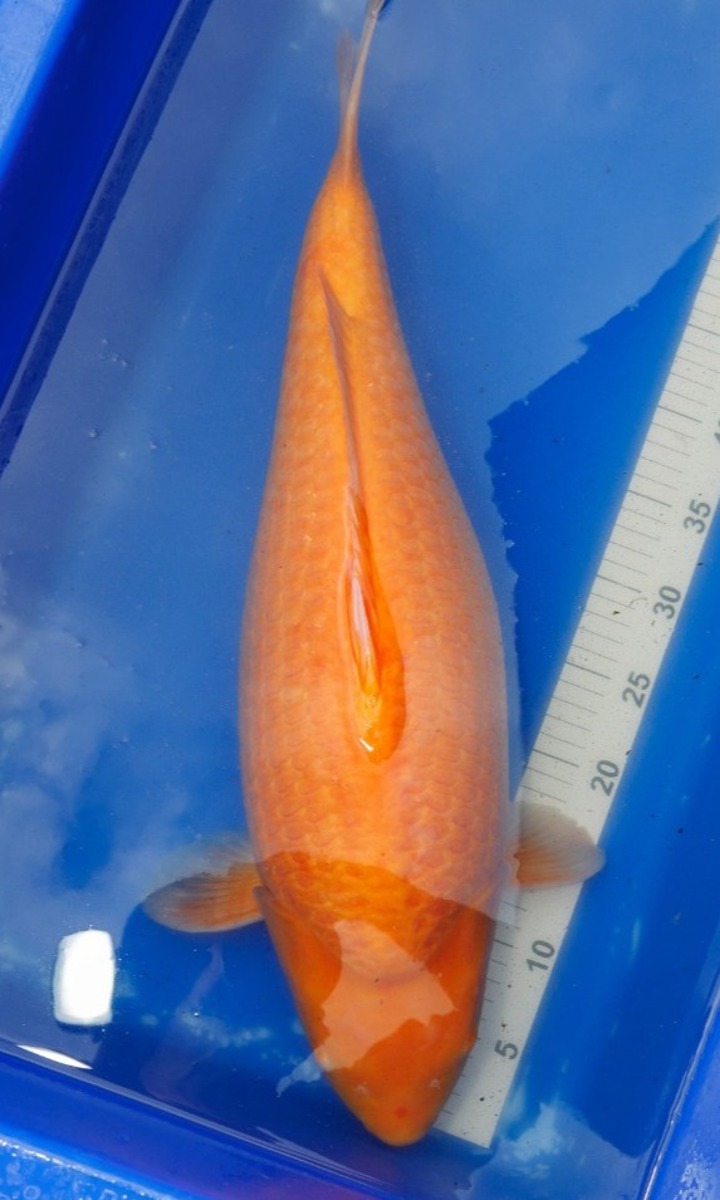 Koi picture