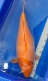 Koi