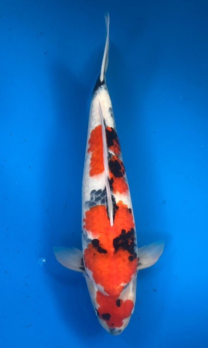 Koi picture