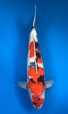 Koi