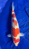 Koi