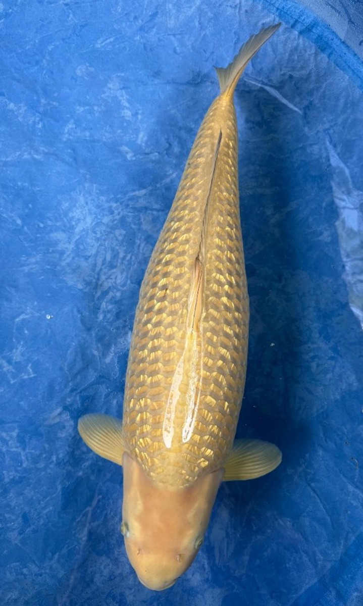 Koi picture
