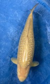 Koi