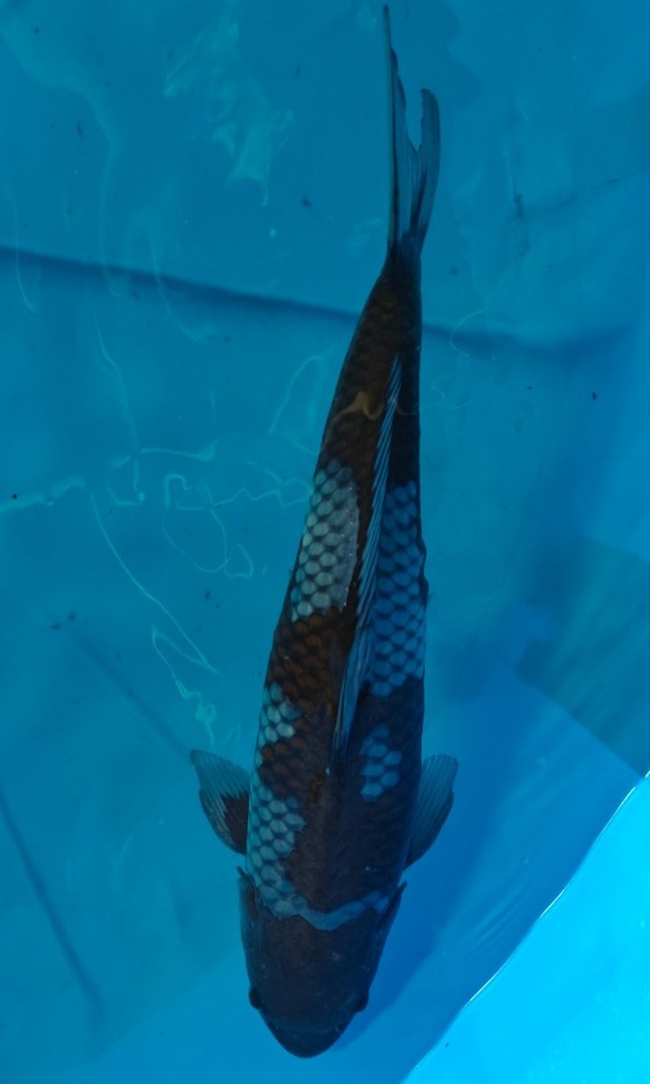Koi picture