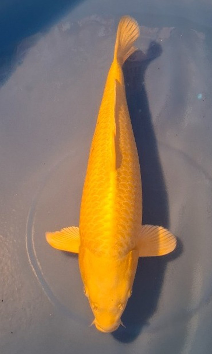 Koi picture