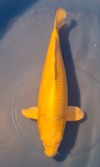 Koi