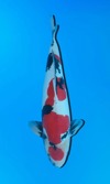 Koi