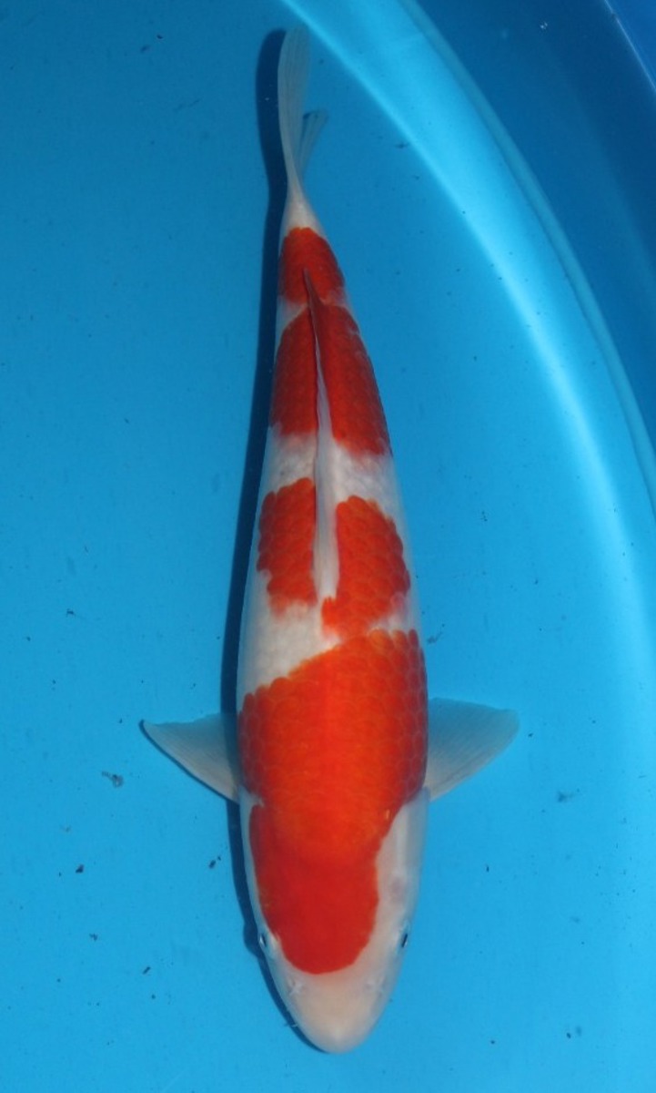 Koi picture